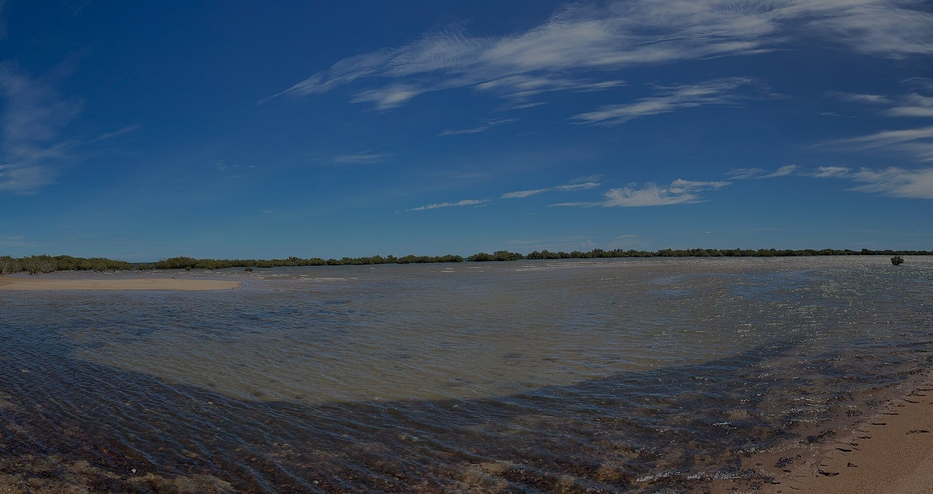 Mangroves